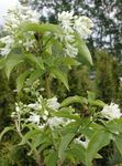 foto Flores do Jardim Bladdernut Americano (Staphylea), branco