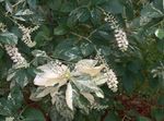 Photo bláthanna gairdín Bush Piobar Milis, Summersweet (Clethra), bán