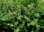 Photo bláthanna gairdín Cinquefoil, Cinquefoil Toir (Pentaphylloides, Potentilla fruticosa), bán