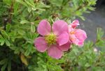 Foto Have Blomster Potentil, Shrubby Potentil (Pentaphylloides, Potentilla fruticosa), pink