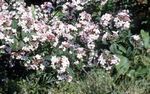 fotografie Zahradní květiny Bílá Zlatice, Korejština Abelia (Abelia coreana), bílá