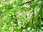 Фото Садовые Цветы Робиния  (Лжеакация, Белая акация) (Robinia-pseudoacacia), белый