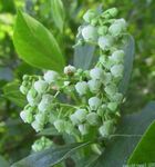 Photo bláthanna gairdín Maleberry (Lyonia), bán
