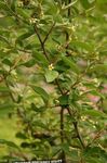 Foto Gartenblumen Oleaster, Kirsche Silver, Goumi, Silver Buffalo (Elaeagnus), gelb