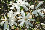 zdjęcie Ogrodowe Kwiaty Magnolia , biały