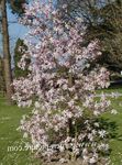 Foto Gartenblumen Magnolie (Magnolia), rosa