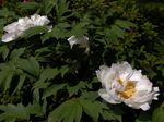 foto Flores do Jardim Peônia Árvore (Paeonia-suffruticosa), branco