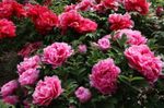 Foto Gartenblumen Baumpfingstrose (Paeonia-suffruticosa), rosa