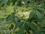 фотографија Баштенске Цветови Хоп Дрво, Смрдљиви Јасен, Вафел Пепео (Ptelea trifoliata), зелен