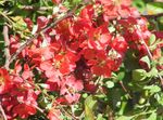 fénykép Kerti Virágok Birsalma (Chaenomeles-japonica), piros