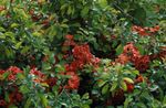 fotoğraf Bahçe Çiçekleri Ayva (Chaenomeles-japonica), kırmızı