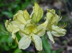 foto I fiori da giardino Azalee, Pinxterbloom (Rhododendron), giallo