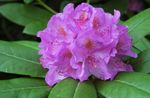 Photo bláthanna gairdín Asáilianna, Pinxterbloom (Rhododendron), lilac