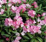 Foto Vrtne Cvjetovi Azaleas, Pinxterbloom (Rhododendron), ružičasta