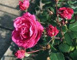 Фото Садові Квіти Паркові Троянди (rose), рожевий