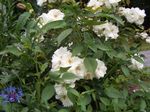 სურათი ბაღის ყვავილები Polyantha გაიზარდა (Rosa polyantha), თეთრი