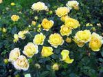 Foto Gartenblumen Polyantha Stieg (Rosa polyantha), gelb