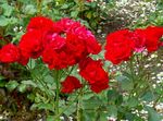 Foto Gartenblumen Polyantha Stieg (Rosa polyantha), rot