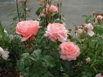 Фото Садовые Цветы Розы грандифлора (Rose grandiflora), розовый