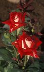 foto Tuin Bloemen Grandiflora Steeg (Rose grandiflora), red