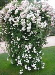 Foto Dārza Ziedi Rožu Rambler, Kāpšana Rozes (Rose Rambler), balts