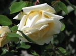 Фото Садові Квіти Троянда Плетистая (Rose Rambler), жовтий