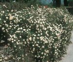 Photo les fleurs du jardin Couverture Du Sol Rose (Rose-Ground-Cover), blanc