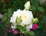 სურათი ბაღის ყვავილები ჰიბრიდული ჩაის ვარდი (Rosa), თეთრი