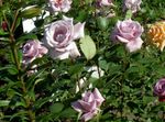 фотографија Баштенске Цветови Хибрид Чај Росе (Rosa), лила