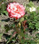 სურათი ბაღის ყვავილები ჰიბრიდული ჩაის ვარდი (Rosa), ფორთოხალი