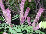 Photo bláthanna gairdín Indigobush, Indigo Bréagach, Indigo Bastaird, Abhainn Locust (Amorpha-fruticosa), lilac
