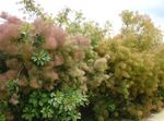 φωτογραφία Λουλούδια κήπου Smokebush (Cotinus), ροζ