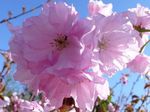 fénykép Kerti Virágok Prunus, Szilvafa , rózsaszín
