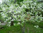 fénykép Kerti Virágok Prunus, Szilvafa , fehér