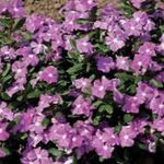 照 常见的长春花，匍匐桃金娘，花的死亡 (Vinca minor), 紫丁香