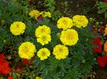fotoğraf Bahçe Çiçekleri Kadife Çiçeği (Tagetes), sarı