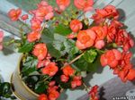 φωτογραφία Λουλούδια κήπου Μπιγκόνιες Κερί (Begonia semperflorens cultorum), πορτοκάλι