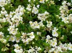 zdjęcie Ogrodowe Kwiaty Kiedykolwiek Kwitnienia Begonii (Begonia semperflorens cultorum), biały