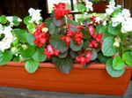 fotografie Zahradní květiny Voskové Begónie (Begonia semperflorens cultorum), červená