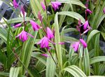 სურათი ბაღის ყვავილები ადგილზე ორქიდეა, ზოლიანი Bletilla , ვარდისფერი