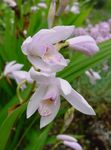 Nuotrauka Žemės Orchidėja, Dryžuotas Bletilla charakteristikos