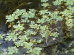 Vatn Primrose, Marsh Purslane, Marsh Seedbox