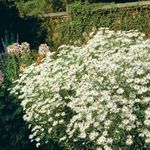 fotografie Zahradní květiny Bolton Astra, Bílé Panenky Sedmikráska, Falešné Aster, Falešné Heřmánek (Boltonia asteroides), bílá