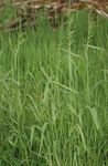 Bowles Golden Grass, Golden Millet Grass, Golden Wood Mille