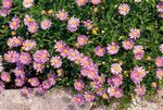Фото Садовые Цветы Брахикома (Brachyscome), розовый