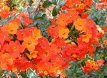fotografie Zahradní květiny Bush Fialový, Safír Květ (Browallia), oranžový