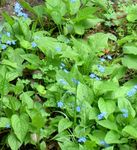 Foto Gartenblumen Falsche Vergissmeinnicht (Brunnera macrophylla), hellblau