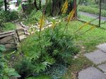 フォト 庭の花 大きな葉のメタカラコウ属、ヒョウ植物、黄金ノボロギク (Ligularia), 黄