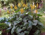 fotoğraf Bahçe Çiçekleri Büyük Sert Ligularia, Leopar Bitki, Altın Kanarya Otu , sarı