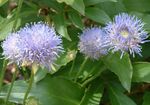 foto Flores do Jardim Bit Scabious, Rastejando Segurelha De Ovelha (Jasione), luz azul